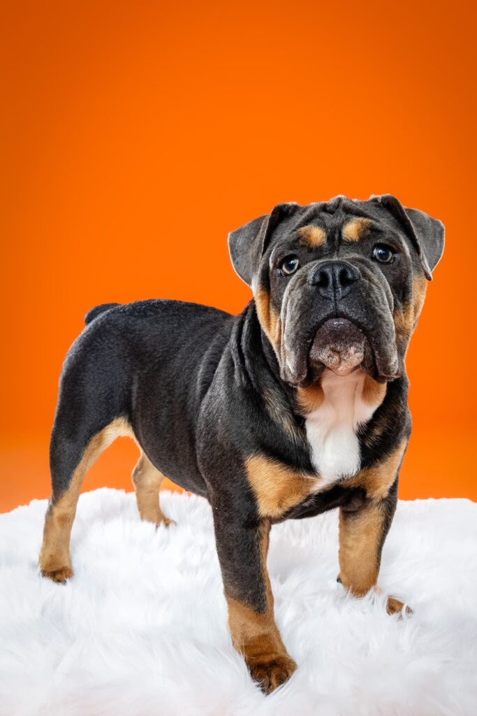 Old English Bulldogs Tatar, Zooty & Ms. Coco - the Beloved Pup Photo Studio Birmingham, Alabama Dog Photographer 