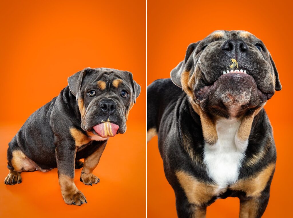 Old English Bulldogs Tatar, Zooty & Ms. Coco - the Beloved Pup Photo Studio Birmingham, Alabama Dog Photographer 