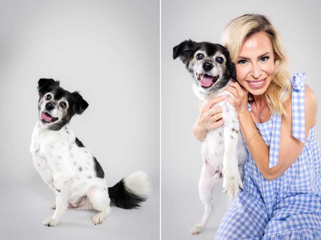 Tofu the Chihuahua and Siblings - The Beloved Pup Photo Studio Alabama Dog Photographer