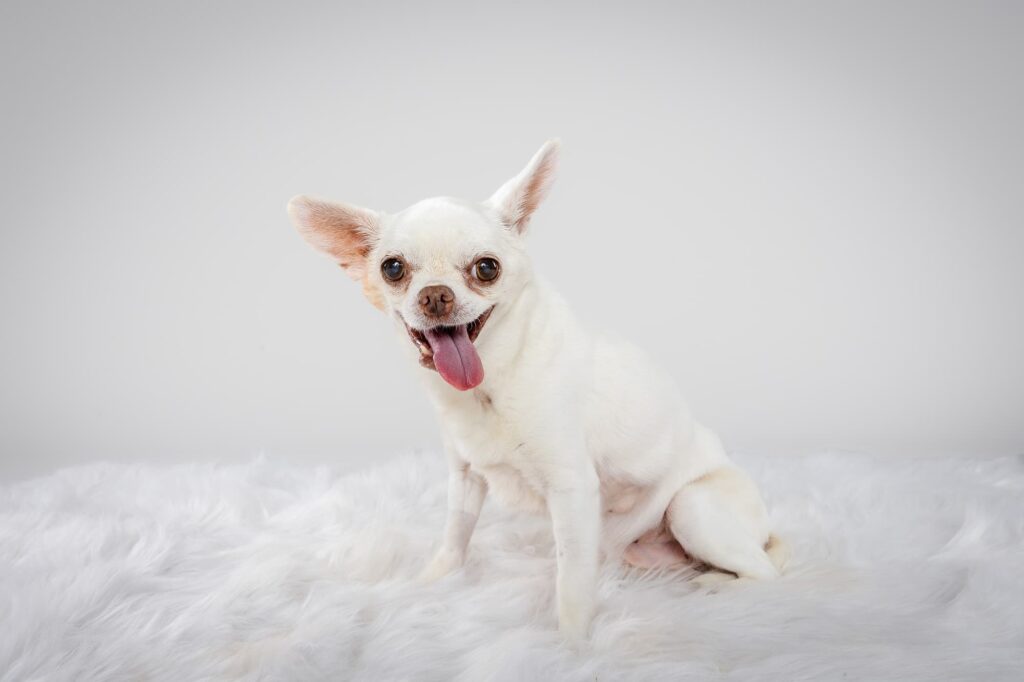 Tofu the Chihuahua and Siblings - The Beloved Pup Photo Studio Alabama Dog Photographer