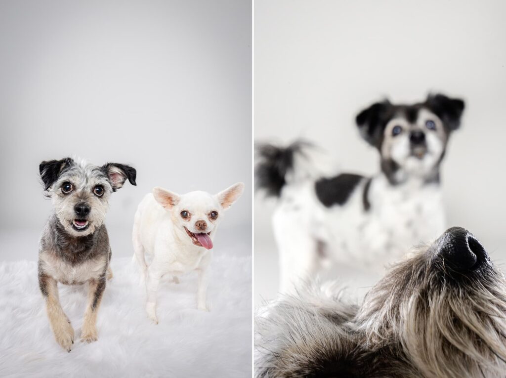 Tofu the Chihuahua and Siblings - The Beloved Pup Photo Studio Alabama Dog Photographer