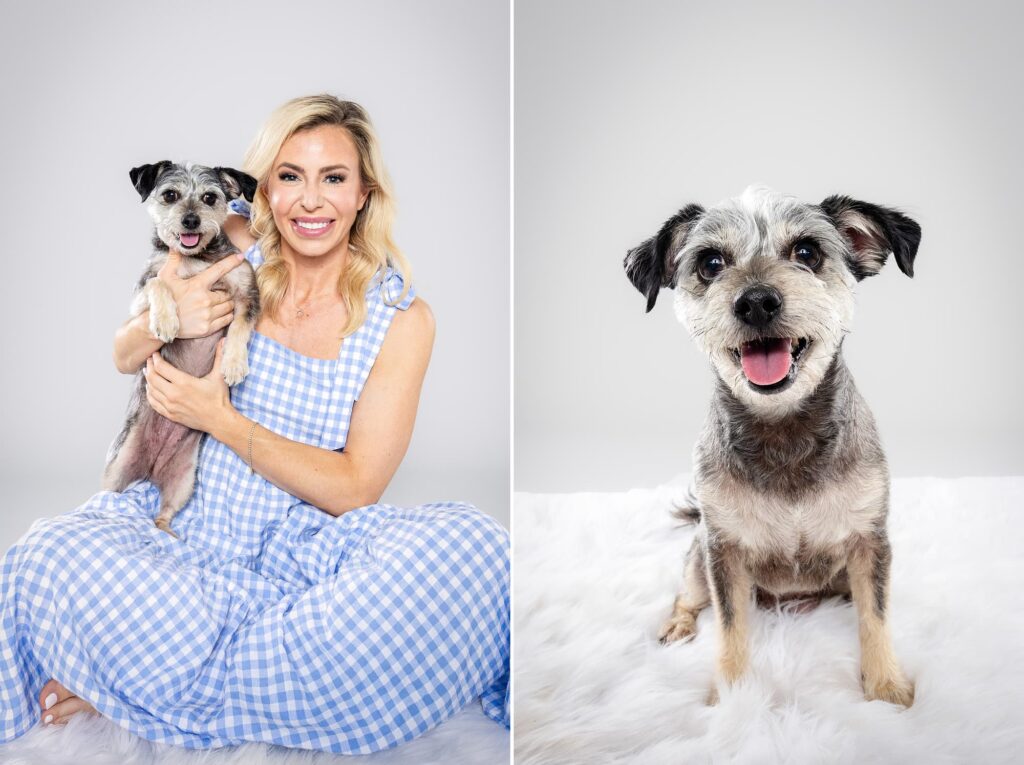 Tofu the Chihuahua and Siblings - The Beloved Pup Photo Studio Alabama Dog Photographer