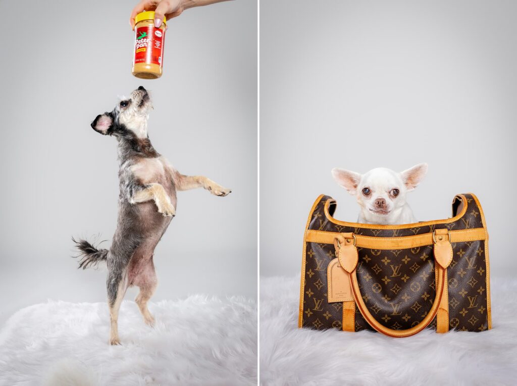 Tofu the Chihuahua and Siblings - The Beloved Pup Photo Studio Alabama Dog Photographer
