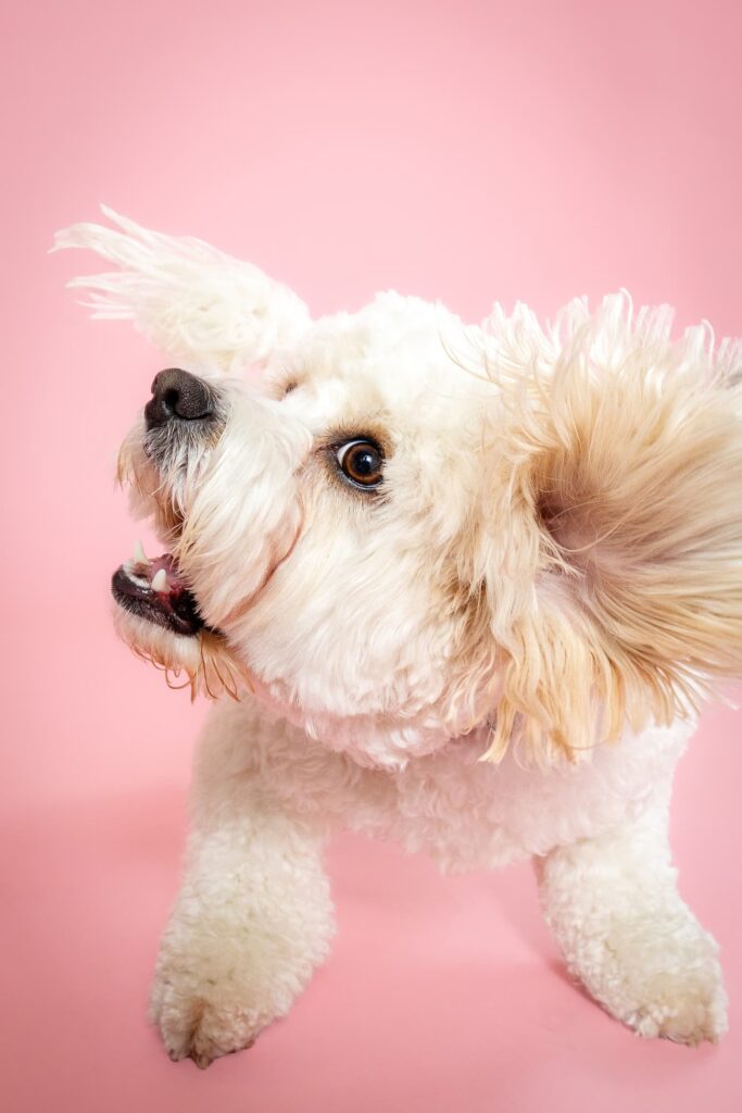 Mila's Mom and Me Mini - The Beloved Pup Photo Studio