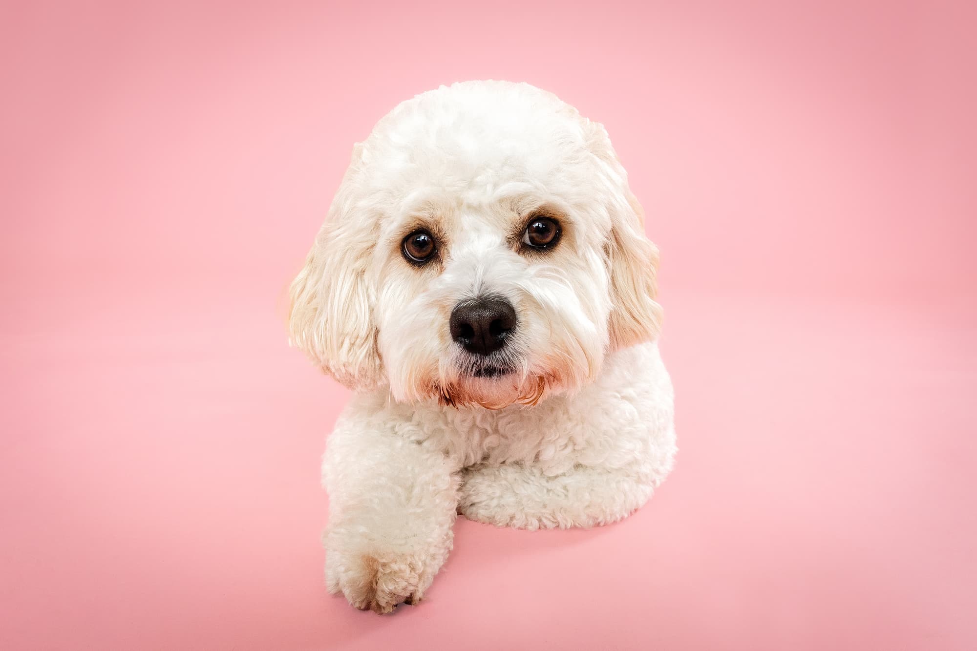 Mila's Mom and Me Mini - The Beloved Pup Photo Studio